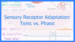 Sensory Receptor Adaptation Tonic vs Phasic Receptors [upl. by Casper]