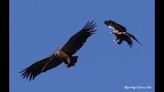 Best Eagle Fights vs vultures [upl. by Dnomyaw]