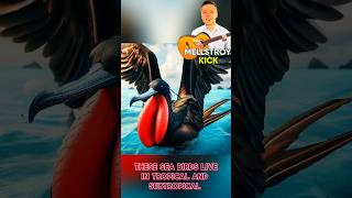 Frigate bird🐦frigate bird wing rituals ocean male mating youtubeshorts interestingfacts [upl. by Sueddaht]