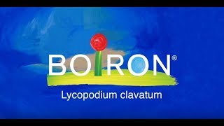 Lycopodium clavatum [upl. by Tergram445]