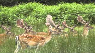 Fallow Deer In The New Forest [upl. by Labana717]