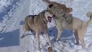 Top 10 Moments Kangals Attack Most Dangerous Wild Animals  Kangal Real Fights  Tough Creatures [upl. by Granese80]