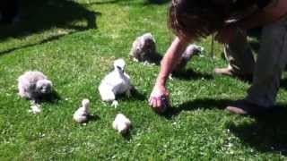 Les bébés rapaces à la volerie de Provins [upl. by Nodnab]