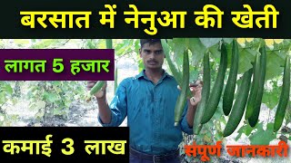 लागत 5 हजार कमाई 3 लाख  nenua ki kheti  sponge gourd farming  gilki ki kheti kaise Karen [upl. by Yetta131]