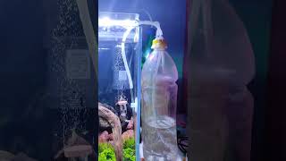 DIY CO2 system for planted aquariumco2 diyco2 [upl. by Ainattirb]