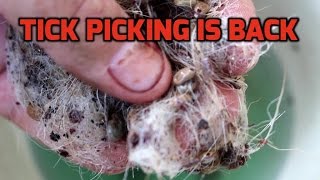 Tick Infested Paralyzed Dog [upl. by Hengel]