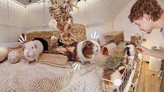 GUINEA PIG VLOG 🐽 Spot Cleaning amp Updates [upl. by Larimor]