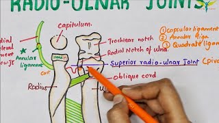 Radio Ulnar Joints  Anatomy  Upper limb [upl. by Nairahcaz]