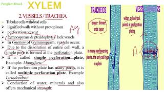 Complex Permanent Tissue Bsc Botany [upl. by Arvie]