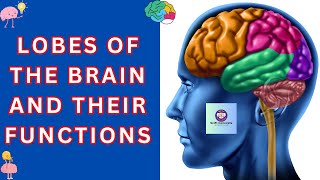 Hidden Functions of the Brains Lobes  Lobes of the Brain amp Their Functions  SciFi Concepts [upl. by Llenrup587]