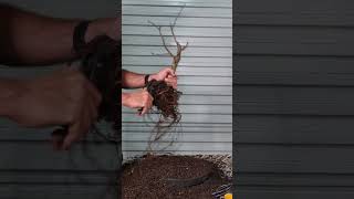 Liquidambar root chop bonsai shorts [upl. by Nadnarb365]