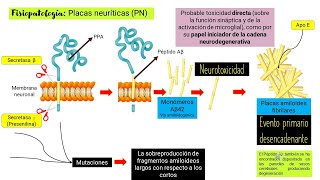 Alzheimer FISIOPATOLOGÍA [upl. by Hyams117]