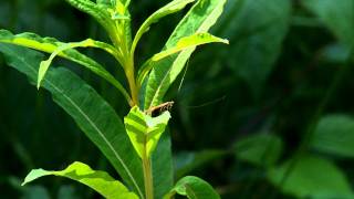 Nemophora Degeerellampg [upl. by Launce]