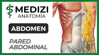 Anatomía del Abdomen  Pared abdominal MÚSCULOS Y VAINAS [upl. by Attenahs]