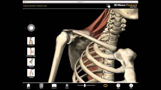 Scapula Elevation muscle action with Muscle Premium [upl. by Selinda195]