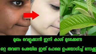 മുഖം വെളുക്കാനും തിളങ്ങാനും ക്ലിയർ സ്കിന്നിനും പേരയില ഒറ്റ തവണ ഇത് പോലെ ഉപയോഗിക്കൂ [upl. by Aralk204]