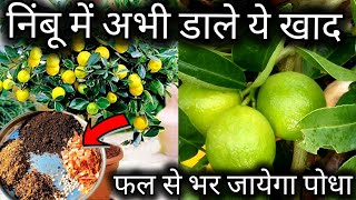 नींबू मे फल फूल दोनो आयेंगे।Best fertilizer for lemon plantHomemade fertilizer lemon plant care [upl. by Nnahoj]