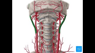 a carotis externa [upl. by Nico]