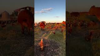 Golden Hour at Shirttail Creek Farm [upl. by Novrej]