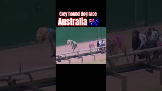 Greyhound dog race Australia 🇦🇺 [upl. by Nanerb]