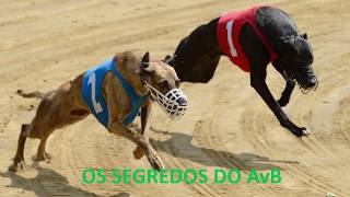 Os segredos do AvB em corrida de galgos [upl. by Adnek]