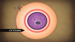 Human Body Cells Tissues and Skin [upl. by Eiuqram]