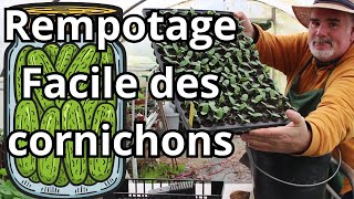 Étape par Étape Rempoter vos Cornichons pour une Récolte Abondante [upl. by Leavy372]