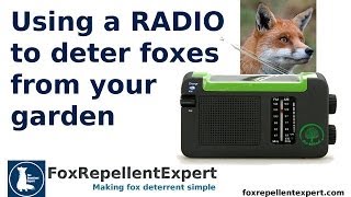 Can Radio 4 deter foxes from your garden [upl. by Ardnuasak]