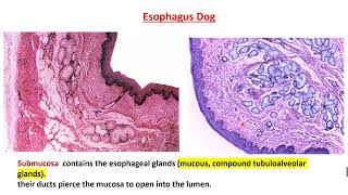 Practical Esophagus Histology [upl. by Dnomde]