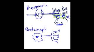 Presynaptic vs Postsynaptic Inhibition [upl. by Noiztneb]