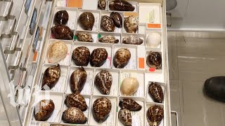 Why some cowrie shells might be too beautiful for their own good [upl. by Libbie]