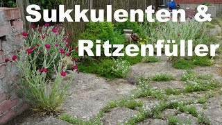 Rundgang durch den Garten Sukkulenten und Ritzenfüller [upl. by Orimlede]