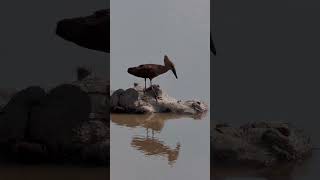 Hamerkop and Hippo [upl. by Yrellam]