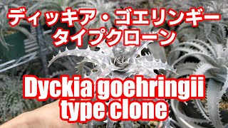 ディッキア・ゴエリンギー・タイプクローン（Dyckia goehringii Type Clone）品種紹介【Dyckia Maniax（ディッキア・マニアックス ）】by NinNin（にんにん） [upl. by Beauregard]