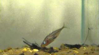 Stickleback Partnership [upl. by Kaleb]