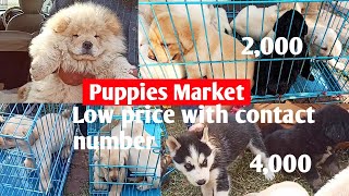 Cheapest dog market outside dog show  wholesale dog market [upl. by Skolnik]