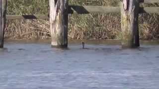 Great cormorant Parnu Estonia [upl. by Naillij]