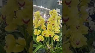 Cymbidium Orchids In Flower [upl. by Slaughter421]