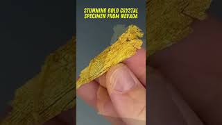 Stunning Gold Crystal Specimen from Nevada shortsvideo shorts [upl. by Gabel]