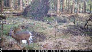 Wildcamerabeelden vanuit de Ardennen 10 Edelherten reeën wilde zwijnen vos marter [upl. by Marcus]