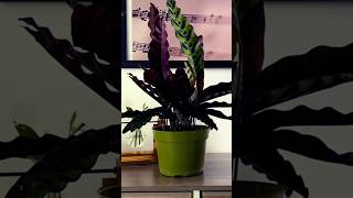 Dancing Calathea Rattlesnake🐍 🪴 [upl. by Fleece263]