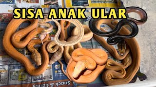 ANAK ULAR ALBINO RETICULATUS PYTHON  RETIC BACAN COMBO [upl. by Schaumberger]