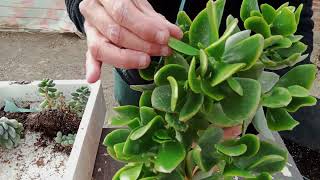 Dudleya britony [upl. by Weston]