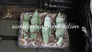 산세베리아 번식 엽삽 방법  삽목 잎꽂이 요령 sansevieria propagation [upl. by Belamy323]