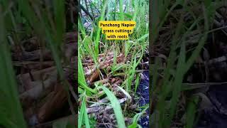 Napier grass para sa kambing grass goatfarming forages [upl. by Meelak]