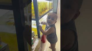 Little Thief in my aquarium project 😰😱 dhaka aquarium foryou guppyfish cute cutebaby shorts [upl. by Giorgio]