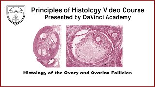 Histology of the Ovary and Ovarian Follicles Female Reproductive Histology Part 1 of 2 [upl. by Ramirol688]