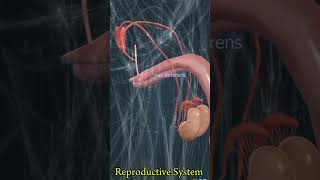 Without Epididymis Reproductive System education anatomy biology humanbodysystem medical body [upl. by Moran]