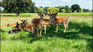 A family trip in London Bushy park 2024 [upl. by Amleht229]