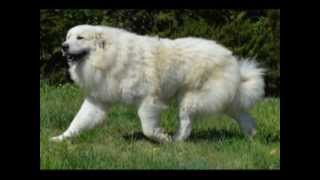 Floyd de la Plaine dAstrée  Patou  Chien de Montagne des Pyrénées  Champion de Beauté [upl. by Lotti]